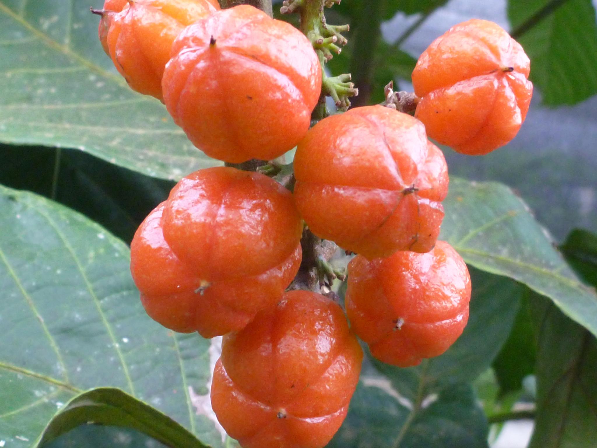 Guaraná BRS Embrapa
